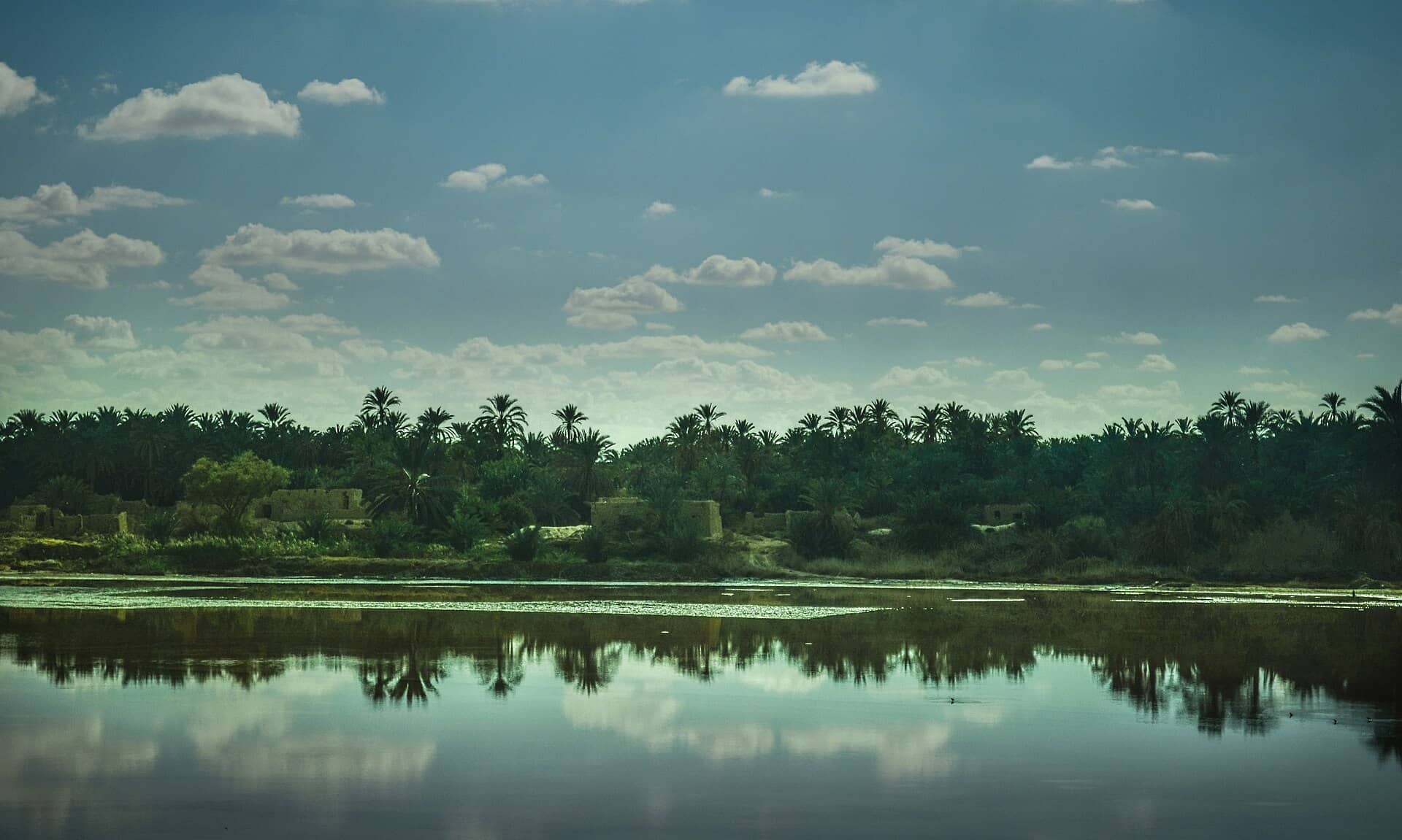 Palm gardens
